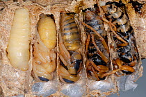 Cross-section of European Hornet (Vespa crabro) nests, showing cells with larvae at different stages of metamorphosis from pupa to adult. Tours, France, August.
