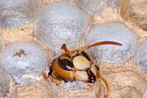 European Hornet (Vespa crabro) emerging from cell after metamorphosing from larva to adult wasp. Tours, France, August. Sequence 1 of 3.