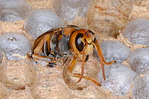 European Hornet (Vespa crabro) emerging from cell after metamorphosing from larva to adult wasp. Tours, France, August. Sequence 3 of 3.