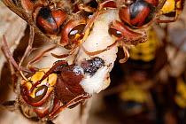 European Hornets (Vespa crabro) consuming a larvae. Workers can control sex-ratios and population structure through this behaviour. Tours, France, August.