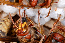 European Hornets (Vespa crabro) consuming insects at their nest. Tours, France, August.