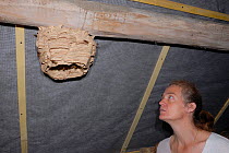 Woman observing a European Hornet (Vespa crabro) 'paper' nest. Tours, France, August 2006.