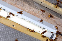European Hornets (Vespa crabro) attracted to neon light near their nest. Tours, France, August.