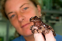 Conservation officer, Heidi Griffith, holds a Crowned tree frog (Anotheca spinosa) at frog breeding station, El Valle Amphibian Conservation Center, Panama, Central America, March 2008