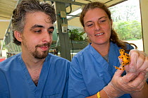 Veterinary officer, Eric Baitchman, and Conservation officer, Heidi Griffith, examining female Panamanian golden frog / Golden arrow poison frog (Atelopus zeteki) at frog breeding station, El Valle Am...