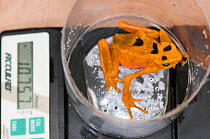 Panamanian golden frog / Golden arrow poison frog (Atelopus zeteki) female with eggs, El Valle Amphibian Conservation Center, Panama, Central America, March 2008, Critically endangered species