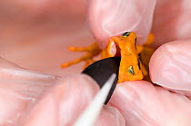 Conservation officer administers anti-parasite treatment to Panamanian golden frog / Golden arrow poison frog (Atelopus zeteki) at the El Valle Amphibian Conservation Center, Panama, Central America,...