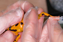 Conservation officer carries out leg surgery on a Panamanian golden frog / Golden arrow poison frog (Atelopus zeteki) at the El Valle Amphibian Conservation Center, Panama, Central America, March 2008...