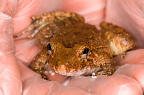 Frog (Strabomantis bufoniformis) held in hand at the El Valle Amphibian Conservation Center, Panama, Central America, March 2008