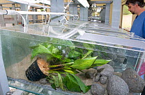 Frog tank at the El Valle Amphibian Conservation Center, Panama, Central America, March 2008,