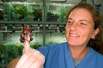 Conservation officer, Heidi Griffith, with Crowned tree frog (Anotheca spinosa) at El Valle Amphibian Conservation Center, Panama, Central America, March 2008