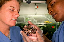 Conservation officers, Edgardo and Heidi Griffith, examine a Crowned tree frog (Anotheca spinosa) for fungal parasitic skin disease at El Valle Amphibian Conservation Center, Panama, Central America,...