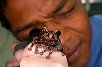 Conservation officer, Edgardo Griffith, examines a Crowned tree frog (Anotheca spinosa) for fungal parasitic skin disease at El Valle Amphibian Conservation Center, Panama, Central America, March 2008