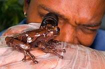 Conservation officer, Edgardo Griffith, examines a Crowned tree frog (Anotheca spinosa) for fungal parasitic skin disease at El Valle Amphibian Conservation Center, Panama, Central America, March 2008