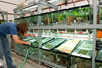 Frog breeding tanks at the El Valle Amphibian Conservation Center, Panama, Central America, March 2008