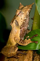 Banded horned treefrog (Hemiphractus fasciatus / Cerathyla panamensis)  El Valle Amphibian Conservation Center, Panama, Central America, near threatened species