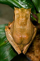 Marsupial treefrog (Gastrotheca cornuta) female, El Valle Amphibian Conservation Center, Panama, Central America