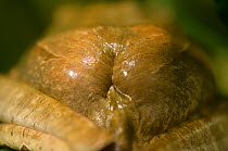 Rear detail of Marsupial treefrog (Gastrotheca cornuta) showing pouch of female, El Valle Amphibian Conservation Center, Panama, Central America