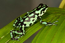 Vicente's poison frog (Oophaga / Dendrobates vicentei) El Valle Amphibian Conservation Center, Panama, Central America