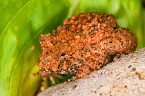 Rusty robber frog (Strabomantis bufoniformis) El Valle Amphibian Conservation Center, Panama, Central America