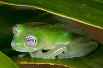 Giant Glass Frog (Sachatamia / Centrolene ilex) El Valle Amphibian Conservation Center, Panama, Central America