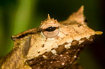 Banded Horned Treefrog (Hemiphractus fasciatus / Cerathyla panamensis) El Valle Amphibian Conservation Center, Panama, Central America, near threatened species