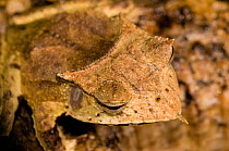 Banded Horned Treefrog (Hemiphractus fasciatus / Cerathyla panamensis) El Valle Amphibian Conservation Center, Panama, Central America, near threatened species