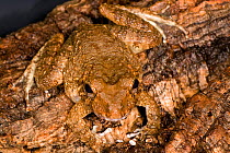 Toad Mimic rainfrog (Strabomantis / Craugastor bufoniformis) El Valle Amphibian Conservation Center, Panama, Central America
