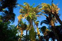 Motacu Palm (Attalea phalerata) roosting site for the critically endangered Blue throated macaw (Ara glaucogularis), leaves cut by macaws, Estancia Tacuaral, Santa Ana del Yacuma, Beni, Bolivia, July...