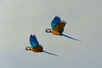 Blue throated / Wagler's macaw (Ara glaucogularis) two in flight, Estancia Tacuaral, Santa Ana del Yacuma, Beni, Bolivia, Critically endangered species, July 2008