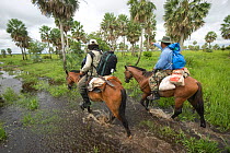 Two conservation officers riding through wetland habitat looking out for the Critically endangered Blue throated / Wagler's macaw (Ara glaucogularis) Beni, Trinidad, Bolivia, January 2007