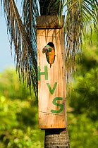 Blue throated / Wagler's macaw (Ara glaucogularis) in nestbox, Trinidad, Beni, Bolivia, Critically endangered species, January 2008. Nestbox painted with initials of the donator who funded the conserv...
