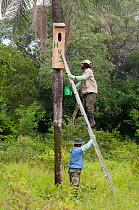 Conservation officers putting up nestbox for Blue throated / Wagler's macaw (Ara glaucogularis) Trinidad, Beni, Bolivia, Critically endangered species, January 2008. Nestbox painted with initials of t...
