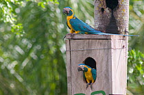 Pair of Blue throated / Wagler's macaw (Ara glaucogularis) on nest box, Trinidad, Beni, Bolivia, Critically endangered species, January 2008.