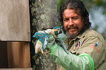 Conservation officer, Hernan Vargas Ayala, examines growing chick from nestbox of Blue throated / Wagler's macaw (Ara glaucogularis) Trinidad, Beni, Bolivia, Critically endangered species, January 200...