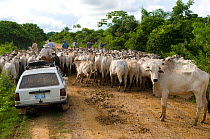 Car passing along road through large herd of cattle, Trinidad, Beni,  Bolivia, January 2008