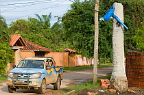 Conservation officers drive past model of Blue throated / Wagler's macaw (Ara glaucogularis) Trinidad, Beni, Bolivia, Critically endangered species, January 2008.