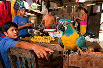 Pet Blue throated / Wagler's macaw (Ara glaucogularis) in hut amongst people preparing food, Trinidad, Beni, Bolivia, Critically endangered species, January 2008.