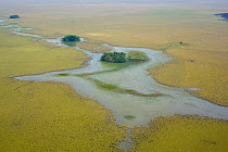 Aerial view of a forest islet in the Llanos de Moxos, a natural roosting site for the Critically endangered Blue throated macaw (Ara glaucogularis), Estancia Tacuaral, Santa Ana del Yacuma, Beni, Boli...