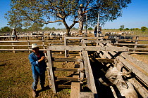Rigoberto Arteaga, working on the cattle ranch providing vaccinations to the cattle, Estancia Tacuaral, Santa Ana del Yacuma, Beni, Bolivia, July 2008