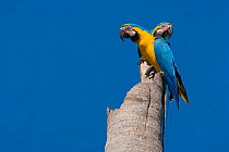 Blue and yellow macaw (Ara ararauna) pair perched on tree stump, Coquinal, Beni, Bolivia, July