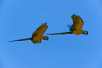 Blue and yellow macaw (Ara ararauna) pair in flight, Coquinal, Beni, Bolivia, July