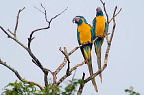 Blue throated / Wagler's macaw (Ara glaucogularis) pair perched in tree, Trinidad, Beni, Bolivia, Critically endangered species, January 2008