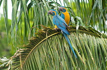 Blue throated / Wagler's macaw (Ara glaucogularis) pair perched in palm showing cutting of leaves by the macaws, Trinidad, Beni, Bolivia, Critically endangered species, January 2008