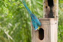Blue throated / Wagler's macaw (Ara glaucogularis) at nestbox put up by conservation team, Trinidad, Beni, Bolivia, Critically endangered species, January 2008