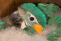 Chick of Blue throated / Wagler's macaw (Ara glaucogularis) in nestbox put up by conservation team, Trinidad, Beni, Bolivia, Critically endangered species, January 2008