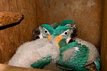 Three chicks of Blue throated / Wagler's macaw (Ara glaucogularis) in nestbox put up by conservation team, Trinidad, Beni, Bolivia, Critically endangered species, January 2008, exceptional breeding of...