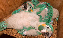 Three chicks of Blue throated / Wagler's macaw (Ara glaucogularis) in nestbox put up by conservation team, Trinidad, Beni, Bolivia, Critically endangered species, January 2008, exceptional breeding of...