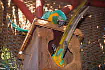 Blue throated / Wagler's macaw (Ara glaucogularis) pair at nestbox, Santa Cruz Zoo, Teneriffe, Canary Islands, Critically endangered species from Bolivia