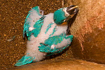 Blue throated / Wagler's macaw (Ara glaucogularis) chick in nestbox, Santa Cruz Zoo, Teneriffe, Canary Islands, Critically endangered species from Bolivia